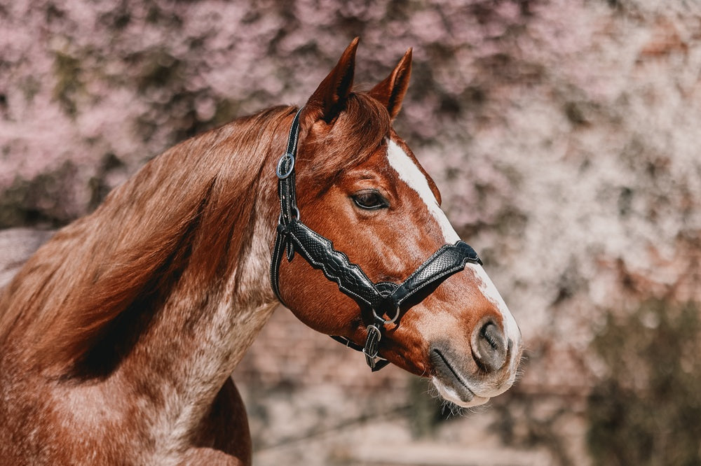 AlpenPad – Pro Line – Lederhalfter