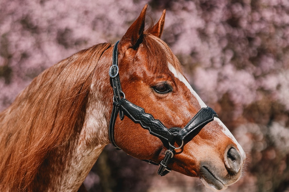 AlpenPad – Pro Line – Lederhalfter