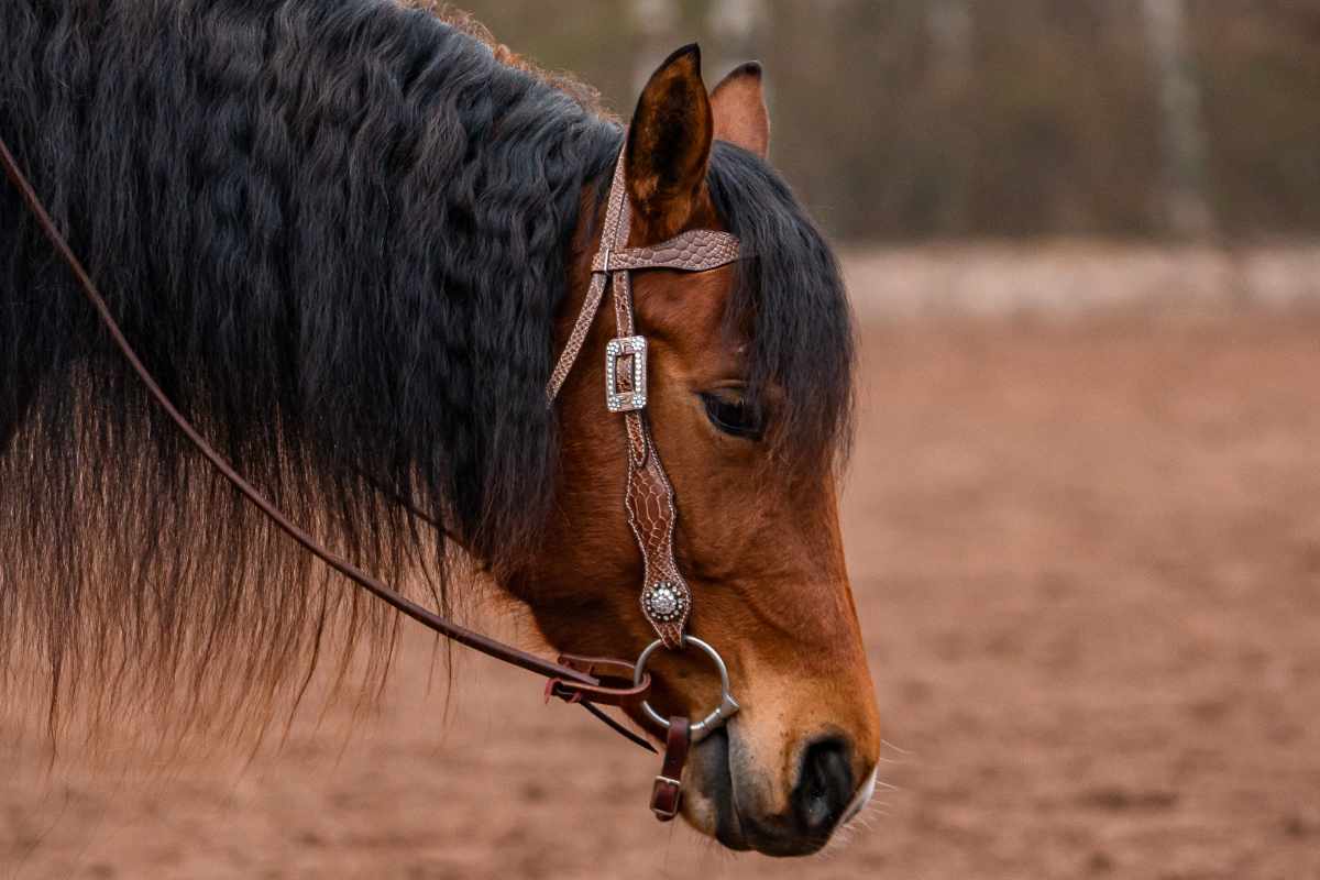 AlpenPad – Pro Line – Kopfstück mit Stirnriemen – 16 Styles